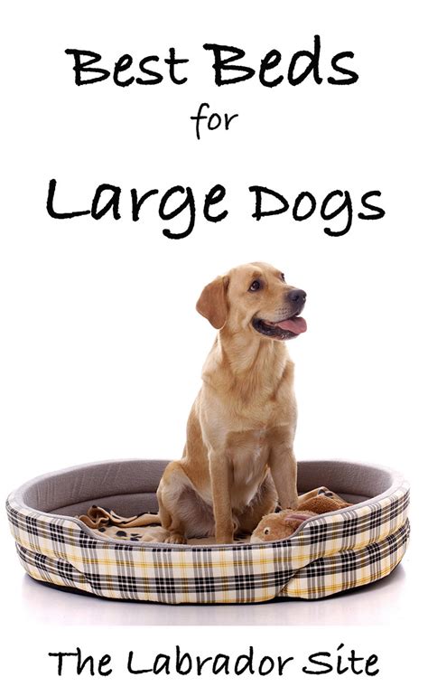 The 30 Best Large Dog Beds For Your Large Breed Dogs