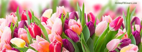Spring Day Fresh Pink Purple Tulips Facebook Cover Facebook Cover