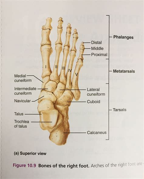 Bones Of The Right Foot
