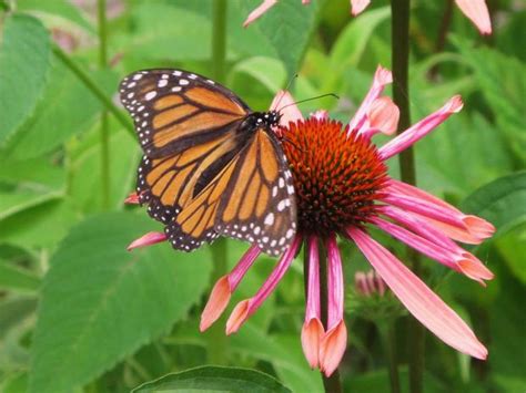 Check spelling or type a new query. monarch butterfly on flower : Biological Science Picture ...