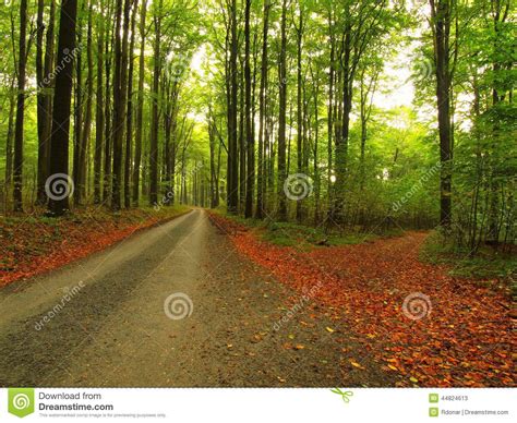 Asphalt Path Leading Among The Beech Trees At Near Autumn