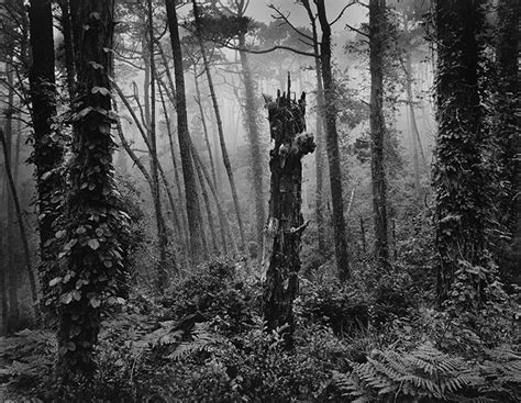 Del Monte Forest By Wynn Bullock History Of Photography High