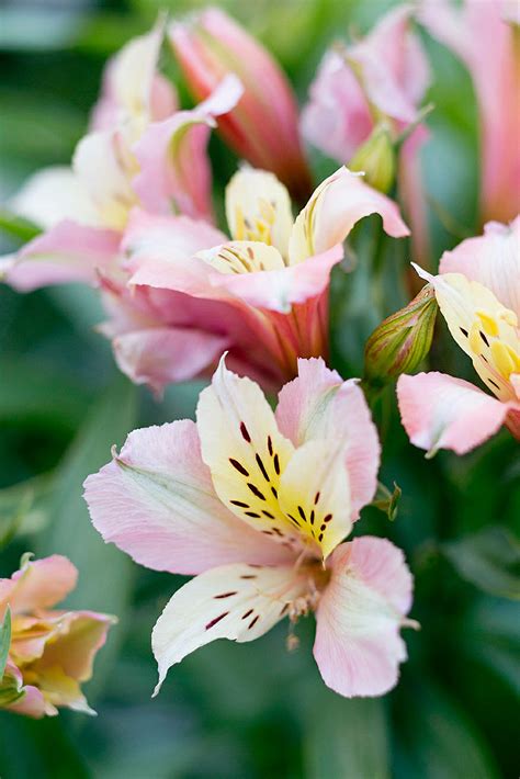 Best Bouquet Flowers To Grow Sunset Sunset Magazine
