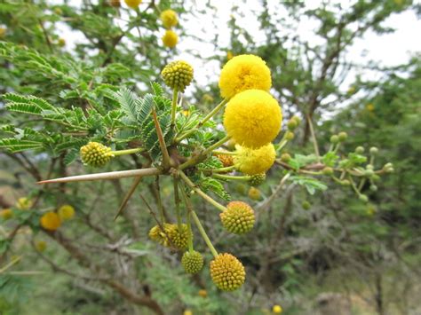 African Plants A Photo Guide Acacia Nilotica L Willd Ex Delile