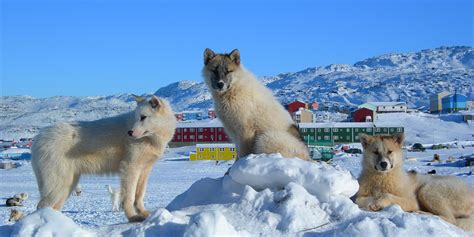 Dog Sledding In Greenland