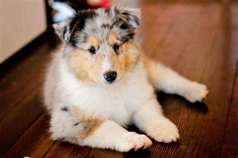 Blue Merle Rough Collie Puppy Highland Meadow Collies