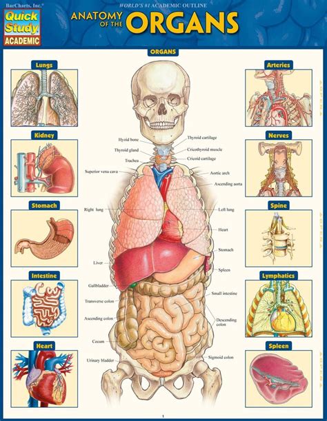 Anatomy Of The Organs Laminated Study Guide BarCharts Publishing Inc Makers Of