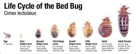 Learn more about the best bed bug mattress protectors on the market today in this review and see which one could be right for you. What Do Baby Bed Bugs Look Like? 99+Images - PestPolicy