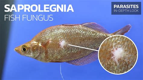 Recognizing And Treating Fish Fungus Saprolegnia Sp Youtube