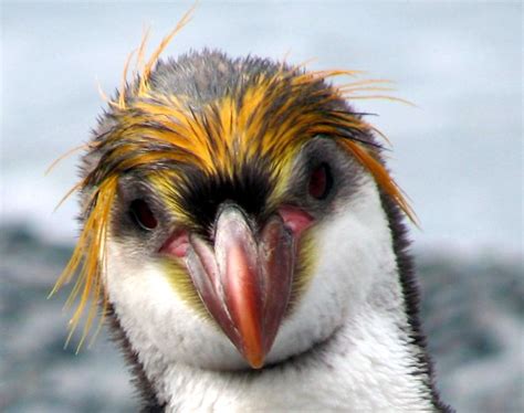 Fileroyal Penguin Face Wikimedia Commons