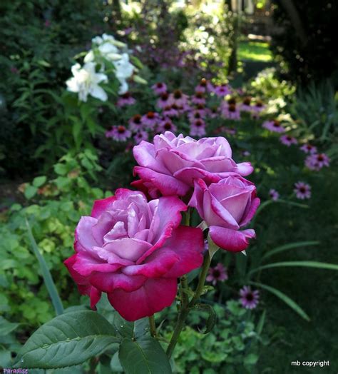 Photo Of The Bloom Of Rose Rosa Paradise Posted By Margieny