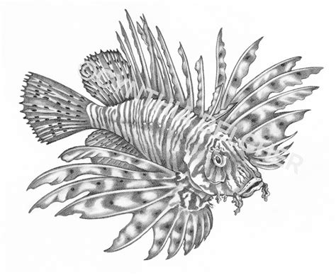 How To Draw A Lionfish Step By Step - Cliparts.co