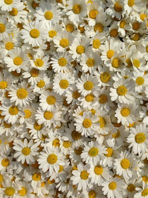 20 Excellent Daisy Flower Wallpaper Aesthetic You Can Save It At No Cost Aesthetic Arena