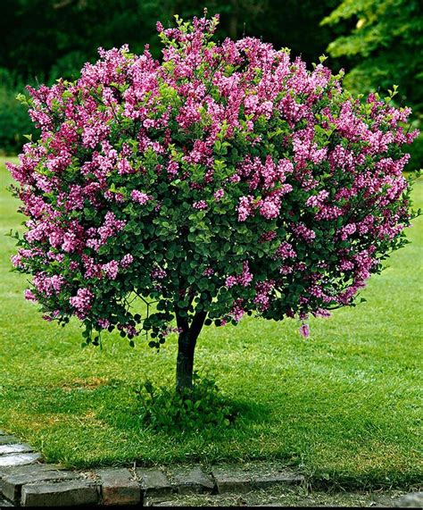 Dwarf Standard Lilac Trees And Shrubs From Spalding Bulb Sellabiz