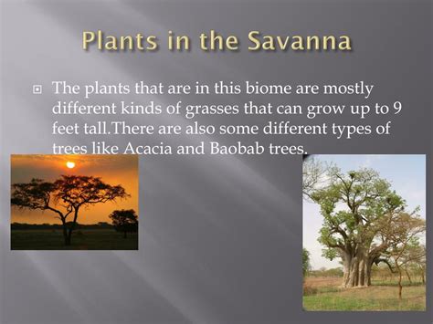 Ppt The Savanna Grassland Biome Powerpoint Presentation Free