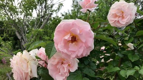 Roses In Japan Rosas Japão Florido Youtube