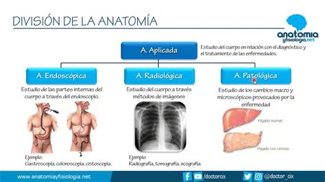 DivisiÓn De La AnatomÍa Resúmenes De Anatomía Y Fisiología Youtube