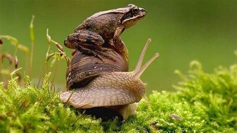 Peribahasa seperti katak di bawah tempurung dipahami sebagai sebuah kondisi sempitnya pikiran atau wawasan seseorang. NorishMuss.com: Katak oh katak!