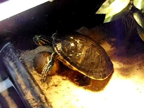 These turtles are seen in southeastern these turtles are seen in southeastern areas of the country, in states such as alabama and virginia. my yellow belly turtle getting 2 BIG!!!! - YouTube
