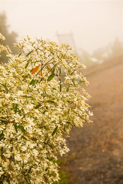 Little White Flowers With Mist Stock Photo Image Of Blooming Park