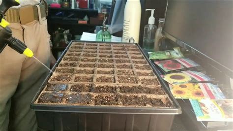 While some crops can be direct seeded, you can start them indoors and move up the harvest date. 🍃 Starting Seeds Indoors 🌱 - YouTube