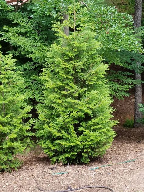 Thuja Green Giant 8 To 9 Feet Living Fence™ Trees At Little