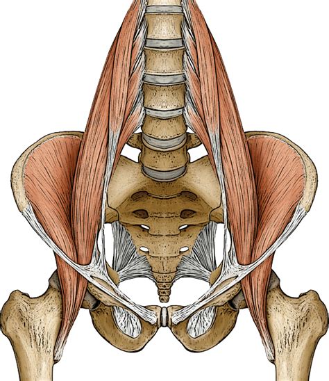 muscle ilio psoas anatomie image to u