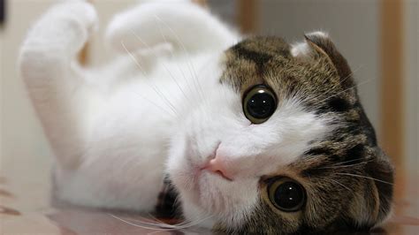 画像 「可愛い・面白い・癒し」猫・ヌコ画像 Naver まとめ