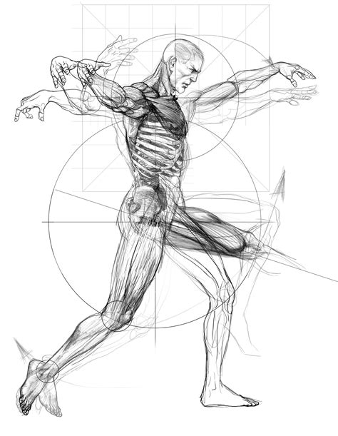 Human Anatomy Drawing Human Figure Drawing Life Drawing Body Drawing