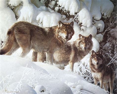 Wolves In Snow Predators Wolfpack Painting Artwork Winter Hd
