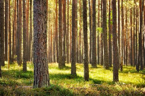 Pine Forest Pictures Images And Stock Photos Istock