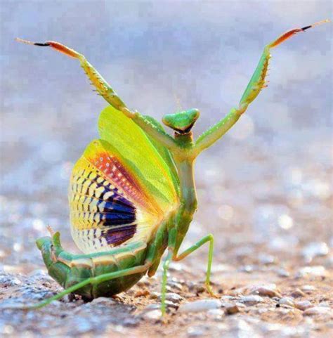 The Happy Dance Praying Mantis Beautiful Bugs Animals Beautiful