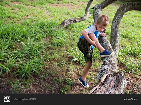 Little Boy Climbing On A Tree Branch Stock Photo Offset