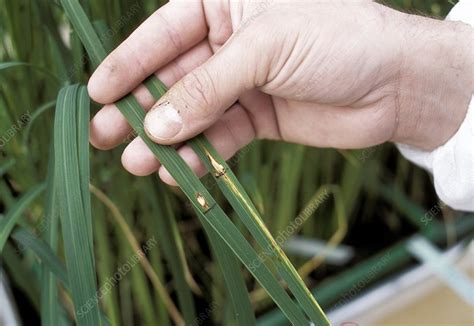 Transgenic Rice Research Stock Image C0021721 Science Photo Library