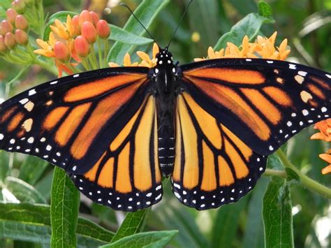 Monarch Butterfly Orange Flower · Free Photo On Pixabay