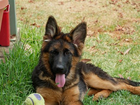 Wohlstand Kennels German Shepherd Breeder Perth Wa