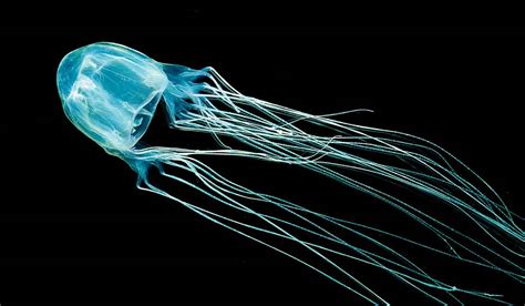 Marine Envenomations Jellyfish And Hydroid Stings Divers Alert Network