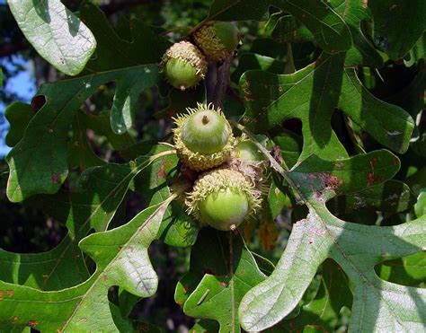 Each oak tree is essentially both male and female, since it features both male and female flowers. Quercus macrocarpa (burr oak): Go Botany