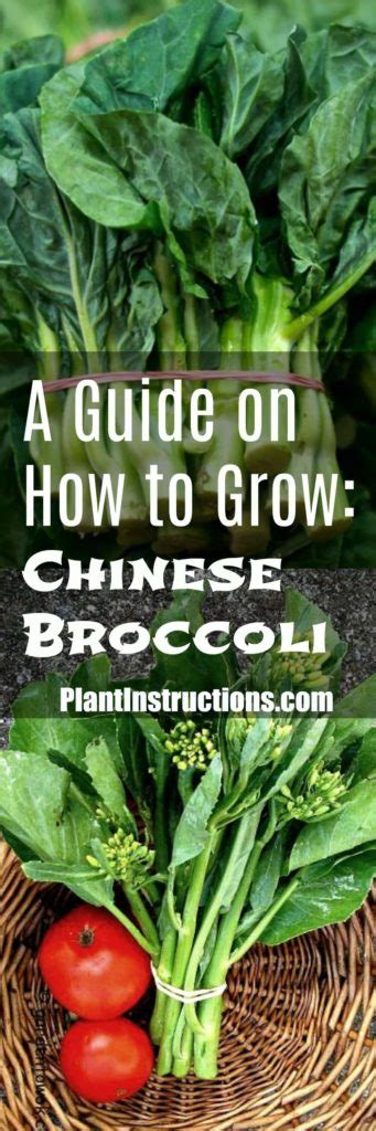 How To Grow Chinese Broccoli Plant Instructions