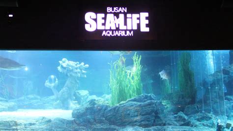 Кормление акул в Busan Sea Life Aquarium Youtube