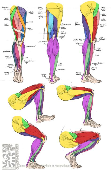 The leg muscles are organized in 3 groups: leg muscles diagram - Free Large Images