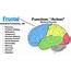 Lobes Of The Brain Cerebral Cortex Anatomy Function Labeled Diagram 
