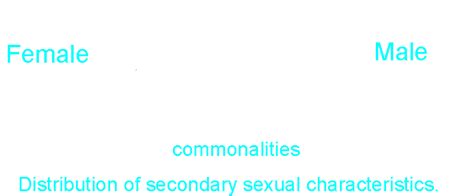 Some Secondary Sex Differences In Humans