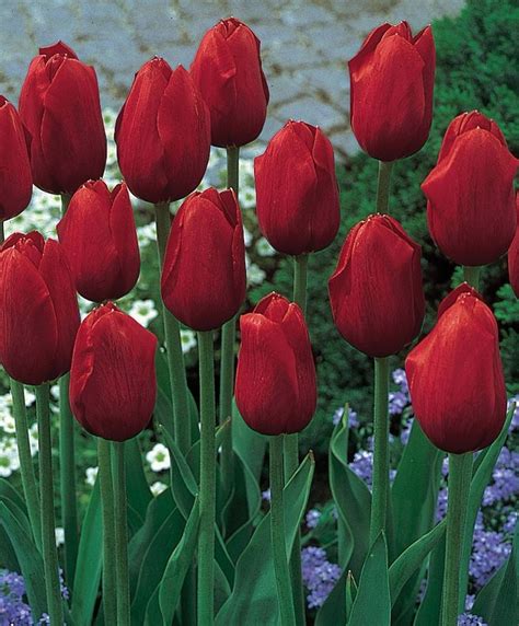 Tulip Kingsblood Single Late Tulips Flower Bulbs Index Red