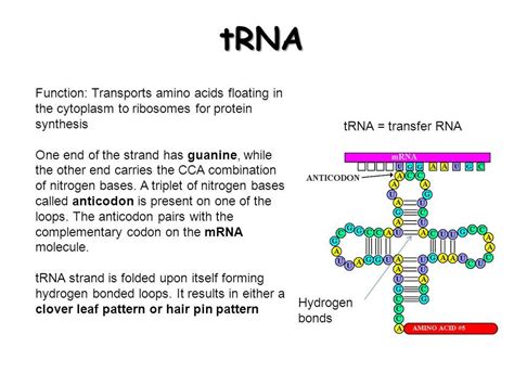 The flywheel effect is a concept developed in the book good to great. write the function of tRna - Biology - Molecular Basis of ...