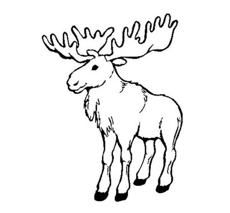 Moose Image Coloring Page : Kids Play Color