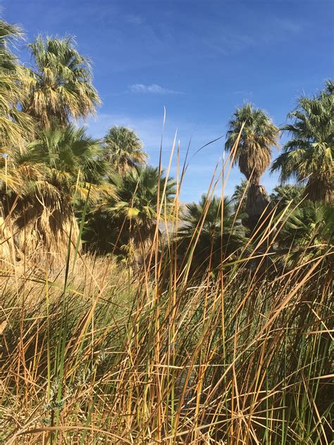 Palm Oasis in Thousand Palms along San Andreas Fault | San andreas fault, Palm desert, San andreas
