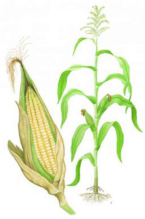 Maize Diagram Maize Diagram For Crop Illustration Photo B Flickr
