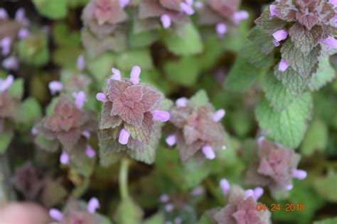 The most common flower purple vine material is cotton. Spotlight on Weeds: Purple deadnettle - Purdue Landscape ...