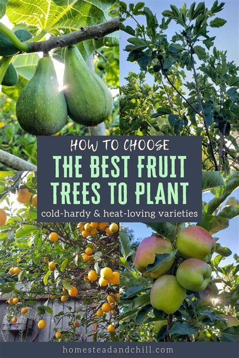 How To Choose Fruit Trees To Plant Climate Varieties And More Fruit